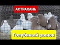 Голубиный рынок в Астрахани! 13 12 20г