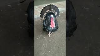 Turkey Bronze#youtubeshorts