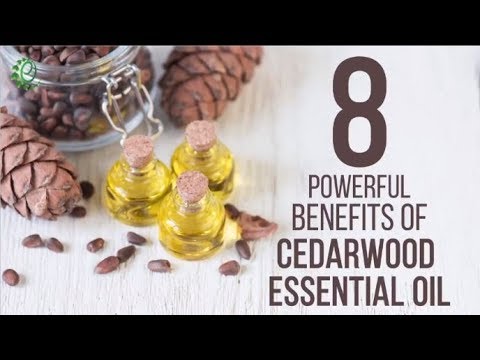 Video: Cedar - Sifat Yang Berguna Dan Aplikasi Dari Cedar, Cedar Resin Dan Resin, Cedar Essential Oil, Siberian Cedar, Himalayan, Cemara, Atlas, Emas