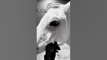 القارئ جيكر سردار ماتيسير من سورة ص