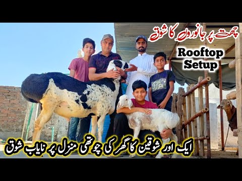 Qin ichida shar video