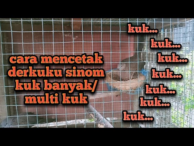 cara mencetak derkuku sinom kuk banyak multi kuk class=