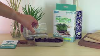 Back To The Roots Organic Broccoli Microgreens Grow Kit Timelapse