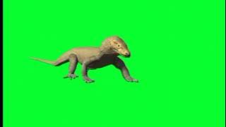 green screen videos | Komodo dragon green screen | Komodo animation | chromakey