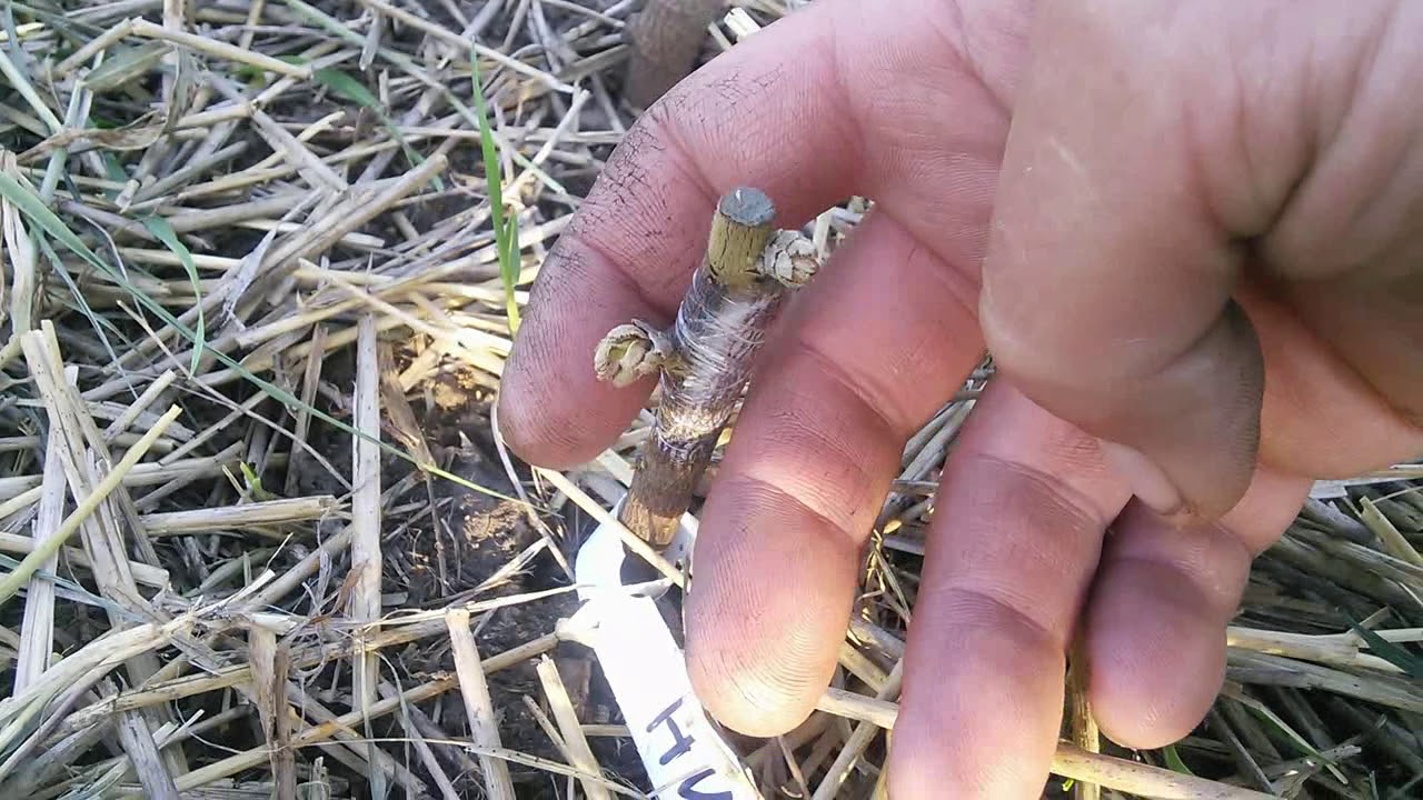 Прививки Фундука разными способами.