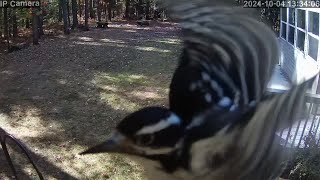 20241004 133052 Woodpecker on deck railing windows camera shepherds hook backyard