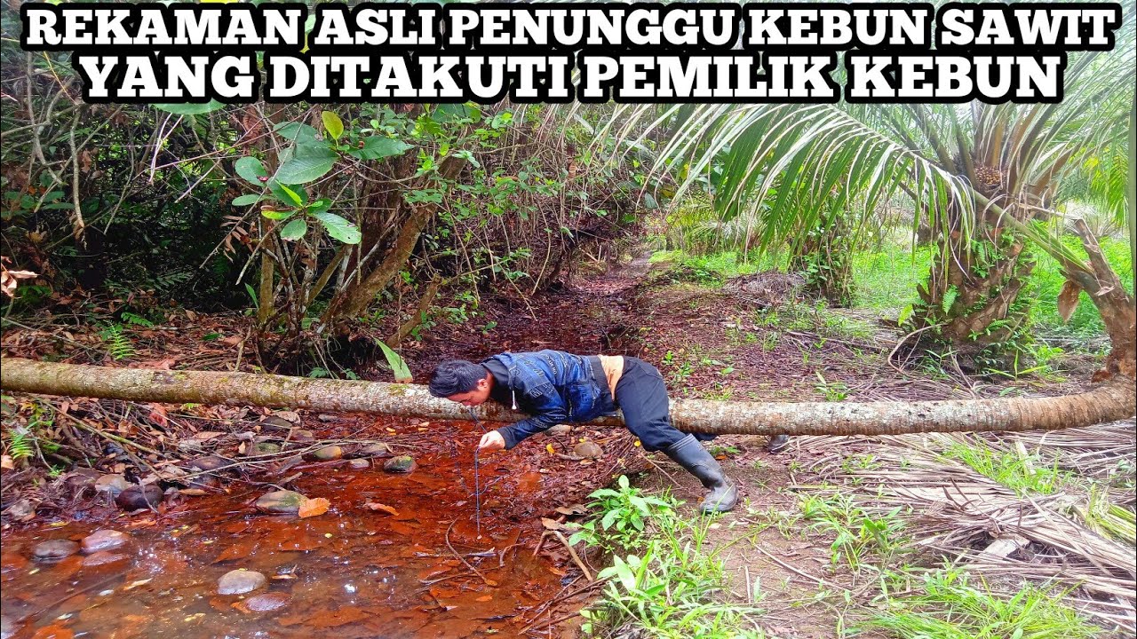Penunggu Pohon Kelapa Tumbang Berukuran Super Duper JUMBOOOO! Mancing Belut Di Kebun Sawit