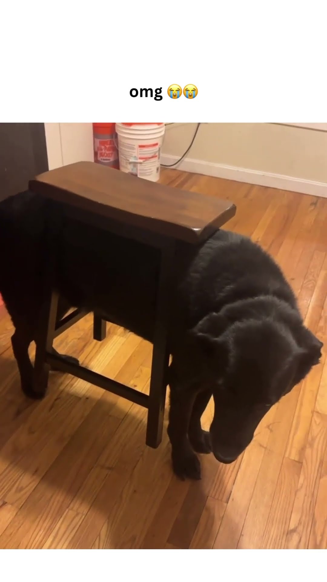 Doggyo trolled himself he was like it’s time to yeah get stuck