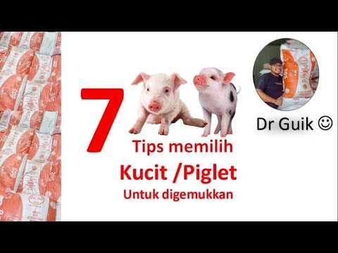 Video: Bagaimana Cara Memilih Anak Babi Yang Tepat Untuk Digemukkan?