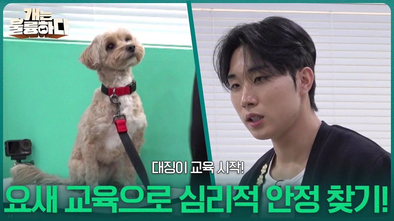 대징이 교육 시작! 요새 교육으로 심리적 안정 찾기! [개는 훌륭하다] | KBS 260309 방송