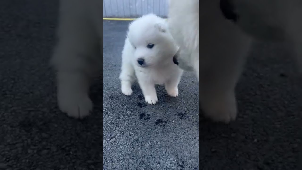 Самоед не слушает
