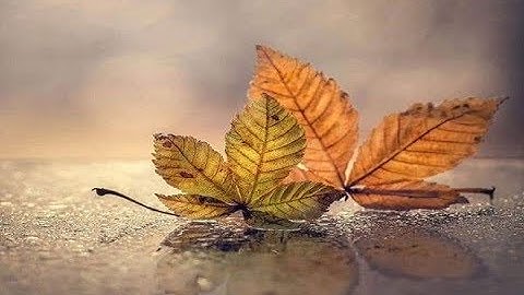 الشيخ عبدالرحمن الدروي رحمه الله\ ما تيسر من  سورة الزمر