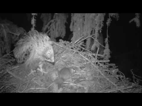 Dormouse on Red Kite nest stealing prey 2