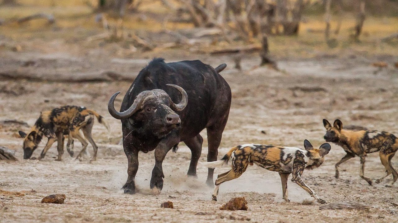 animal attacks reddit Buffalo Tries To Save Baby From Wild Dogs Attack