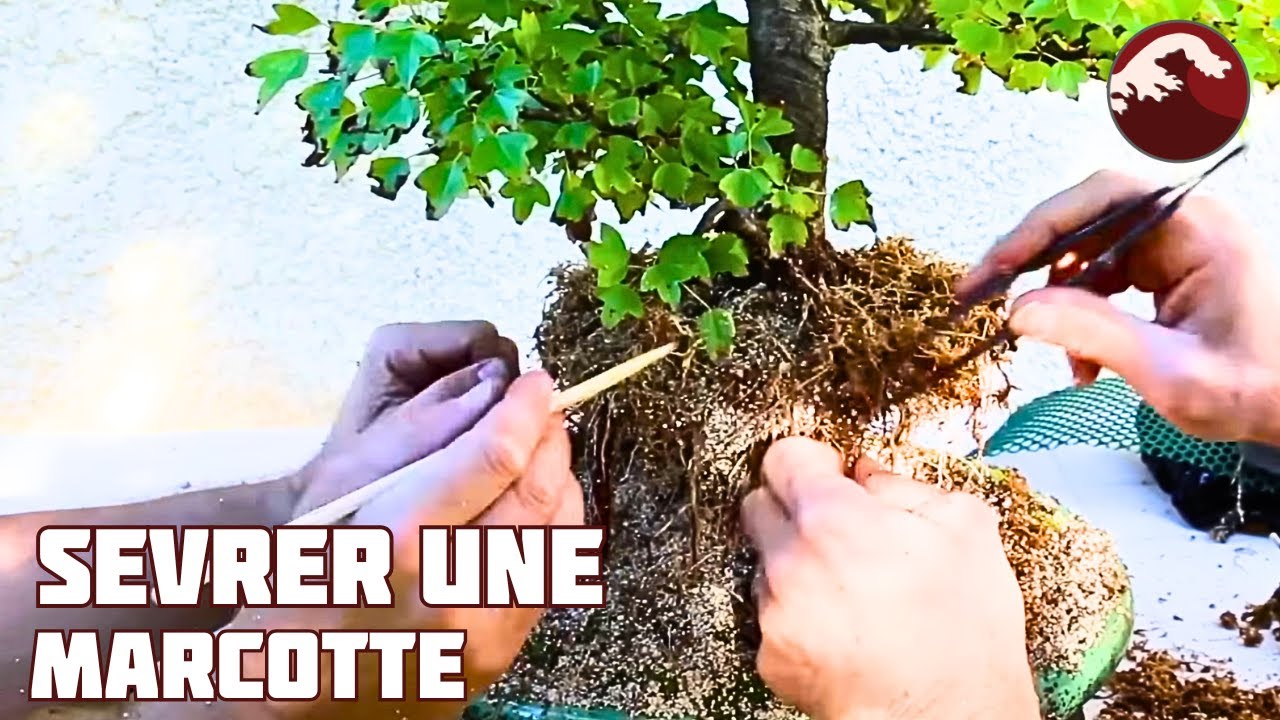 Comment SEVRER une MARCOTTE ? 🌱 NEJIKAN BONSAI 🌱