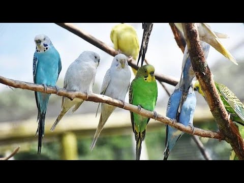 خوبصورت آسٹریلوی طوطا        