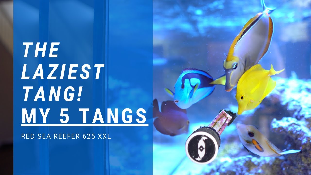 Laziest Tang Watch This Before You Decide On Getting Tangs Red Sea Reefer 625 Xxl My 5 Tangs Youtube Laziest Tang Watch This Before You Decide On Getting Tangs Red Sea Reefer 625 Xxl My 5 Tangs Youtube