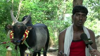 Jallikattu - Bull Fighters are Busy Training the Bull and Waiting for the Government decision