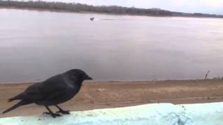 Видео Доброта сердечная (автор: артем пушин)