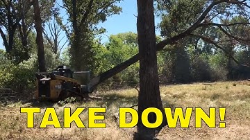 SMALL FORESTRY MULCHER vs HUGE TREES~David and Goliath