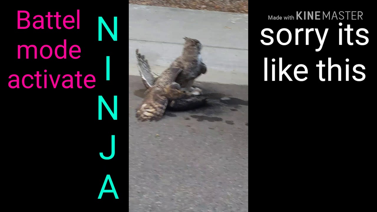 Two owls fighting on street (street fighting owls)