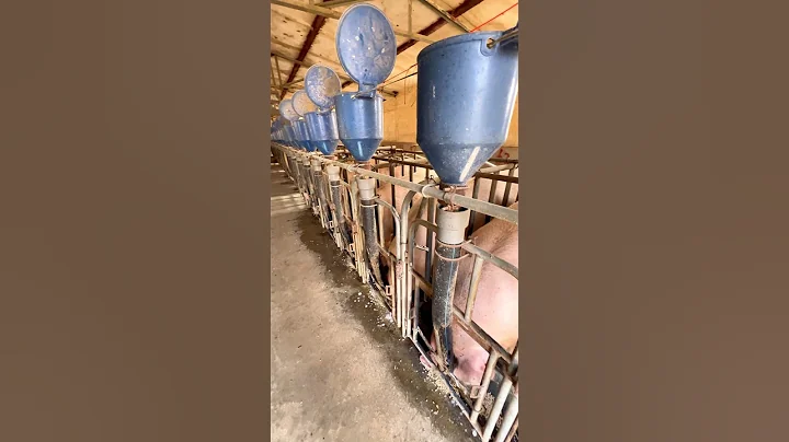 Ingenious Feeding System in a Rural Chinese Pig Farm – No Advanced Tech Needed! 👀
