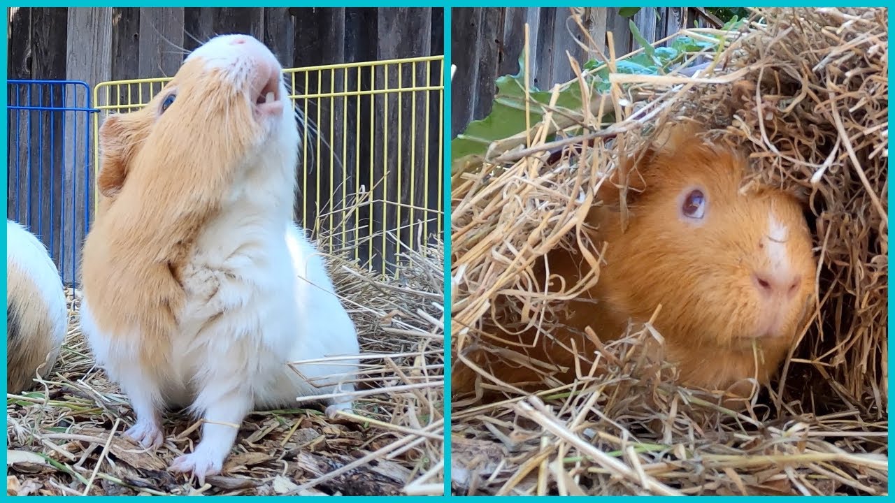 Guinea pig backyard adventures! YouTube