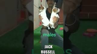 Jack Russel Puppies Sale In Delhi And All India Delivery 81783 32256
