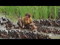 Woman found duck at paddy field for cook front of bamboo hut - Eating delicious