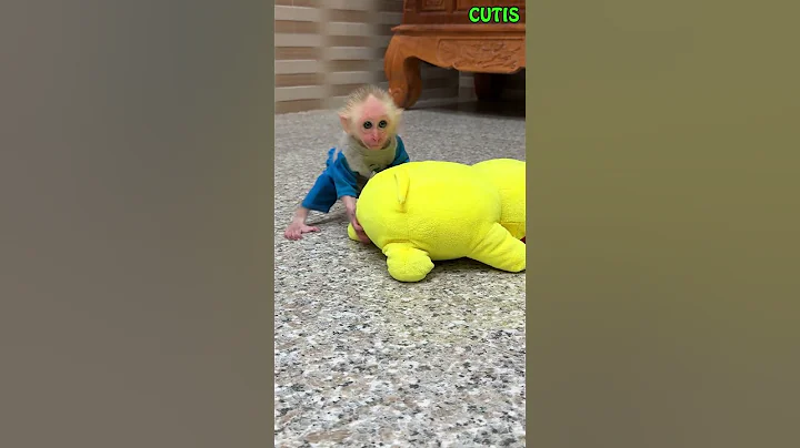 Super Funny! CUTIS plans to steal Baby monkey phone!🤣🤣 #cutis #monkey #funny #animals