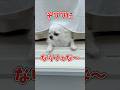 人間やめてぇな〜#チワワ #あるある #犬のいる生活