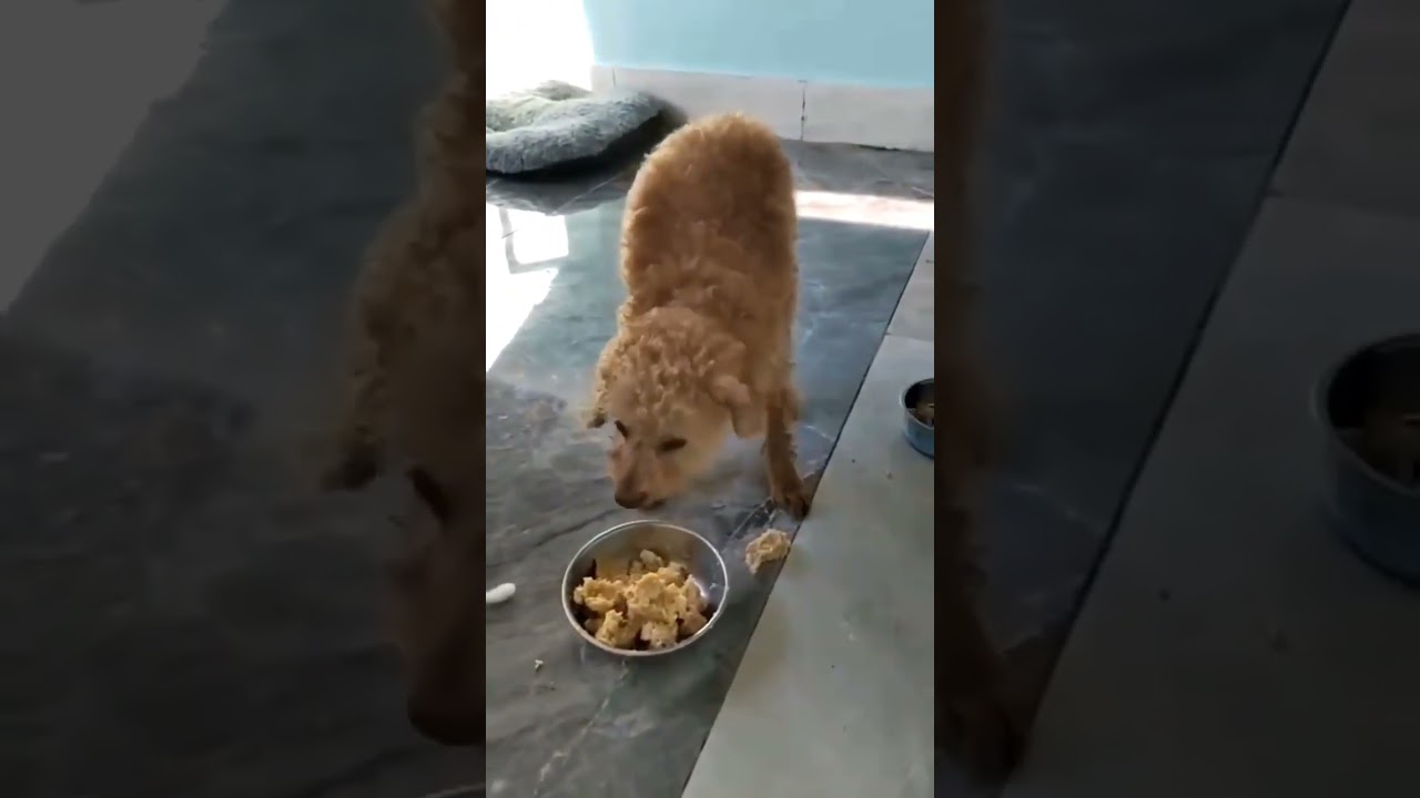 Notodogmeat -Rettung alle mit durchtrennten Stimmbändern!