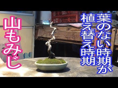 山もみじは落葉した時期が植え替え時期 Youtube