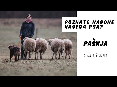 Video: Zgodovina Potovanj Hišnih Ljubljenčkov Pomembno Deliti Z Veterinarjem