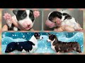 Щенки вельш корги кардигана, 3 дня от роду / Welsh corgi cardigan puppies, 3 days old