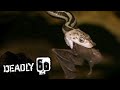 Bat-eating Snakes of Mexico! | Deadly 60 | BBC Earth Kids