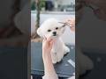 可愛すぎるまんまるフェイスの作り方✂️