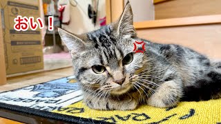 朝になっても帰ってこない飼い主にブチギレて文句を言いにきた猫w