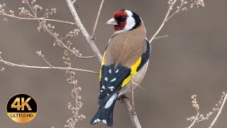 Goldfinch ( Carduelis Carduelis ). Singing Birds 4K Ultra Hd