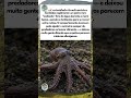 Esse polvo pode andar fora d’água #polvo #animais #oceano