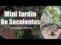 Plantando Suculentas en Árboles Frutales / Mini Jardín