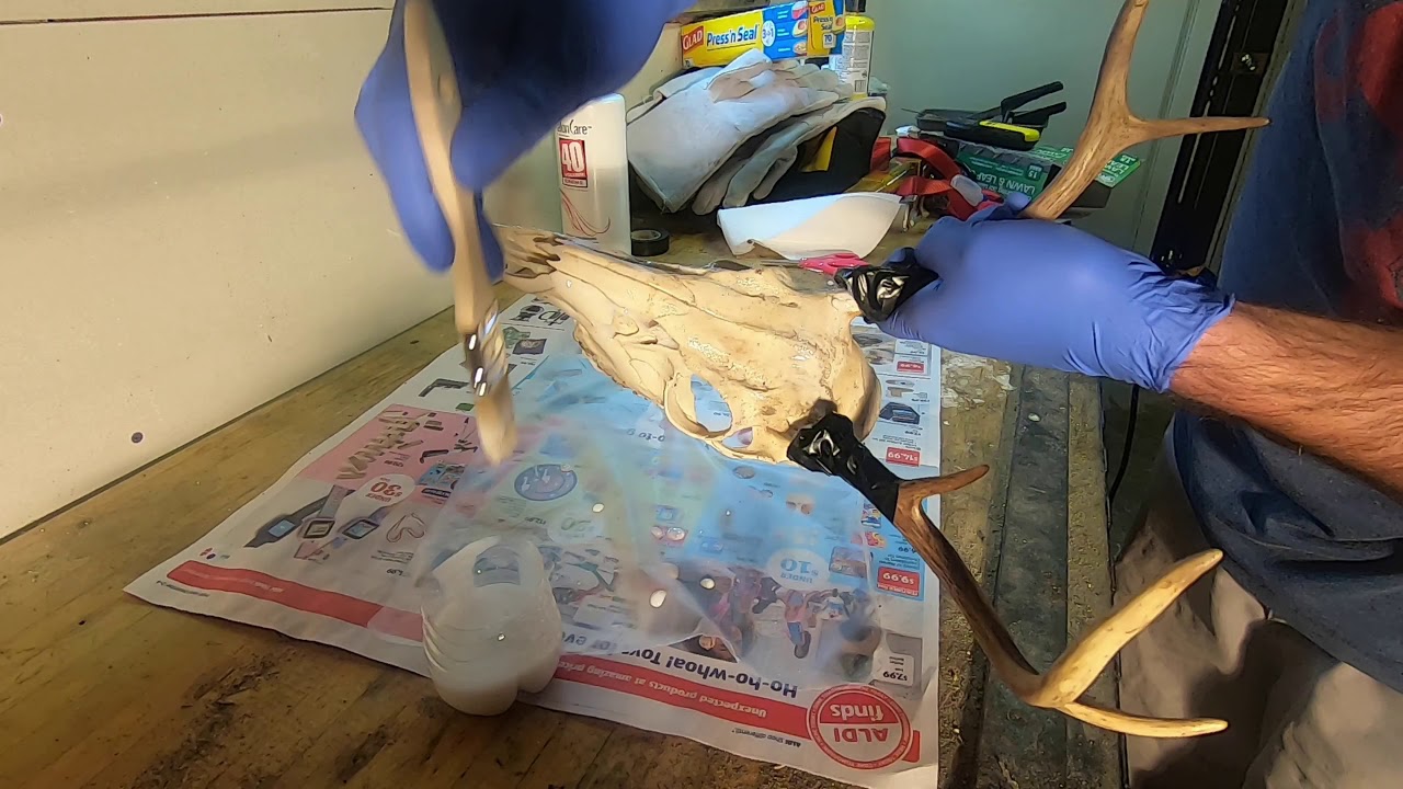 Repairing and Bleaching a European Mount YouTube