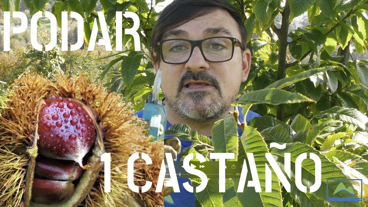 Cómo y Cuándo hacer la PODA en un CASTAÑO para frutos = CASTAÑAS 