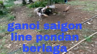 video 37 ayam saigon ayam ganoi bergaduh berebut kawasan