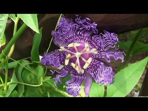 Video: Botanische tuin 