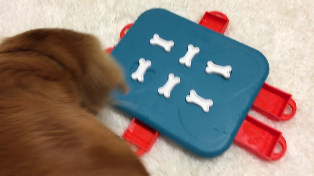 YEPPUPPY Level 4 Smart Interactive Puzzle Toy Game for Dogs