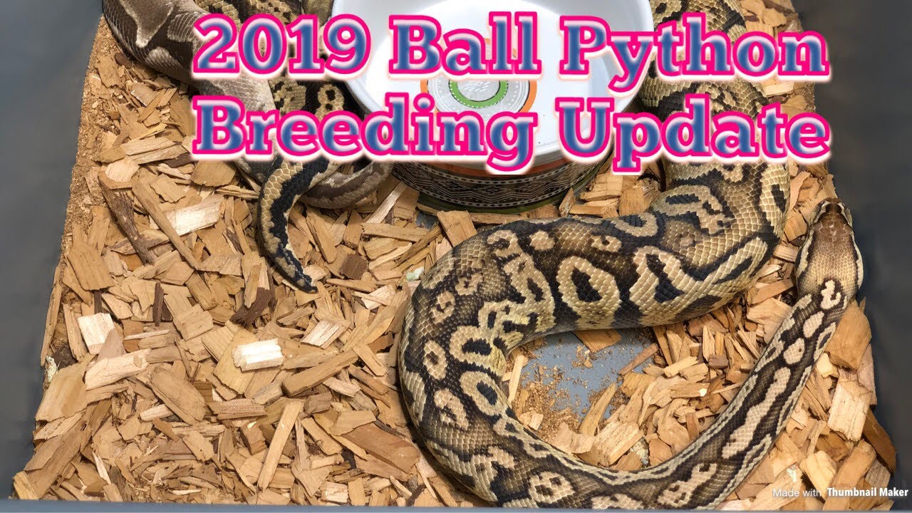 pet snakes and dogs 2019 Ball Python Breeding Update