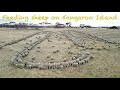 Feeding sheep on Kangaroo Island