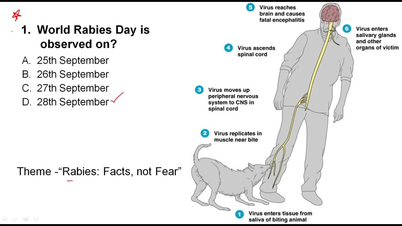 Схема бешенства человеку. Жизненный цикл бешенства. Цикл вируса бешенства. Схема жизненного цикла бешенства.