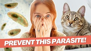 Toxoplasmosis & Cats: Facts You NEED To Know by tuft + paw 4,297 views 1 year ago 3 minutes, 49 seconds